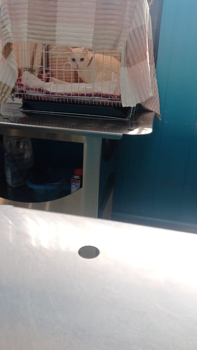 Бабл под наблюдением