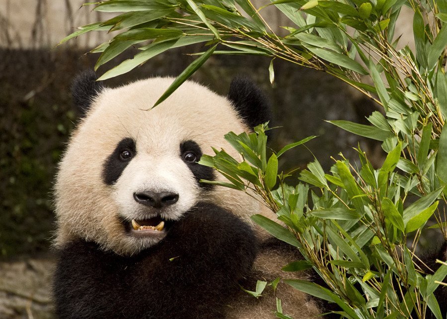 Как получилось, что панды — хищники и почему они перестали есть мясо?