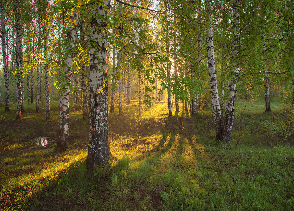 Символ России, фотографии красивых березовых рощ | Люблю жизнь и ...