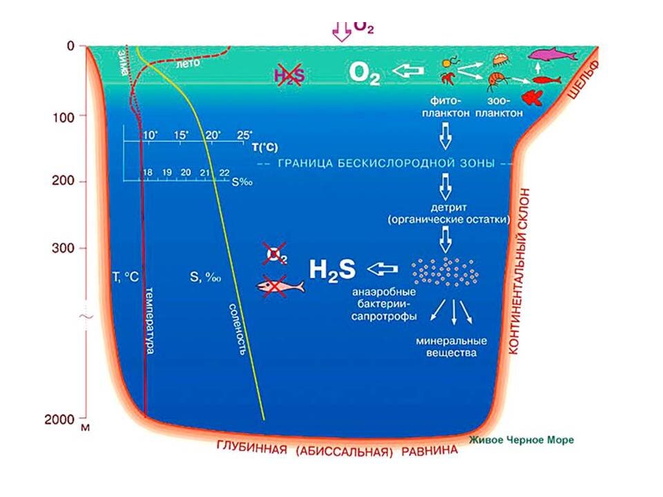 Очень показательная картинка, которая показывает, что жизнь в Черном мое есть примерно до 150 метров в глубину. А глубже — сероводород и лишь анаэробные бактерии.