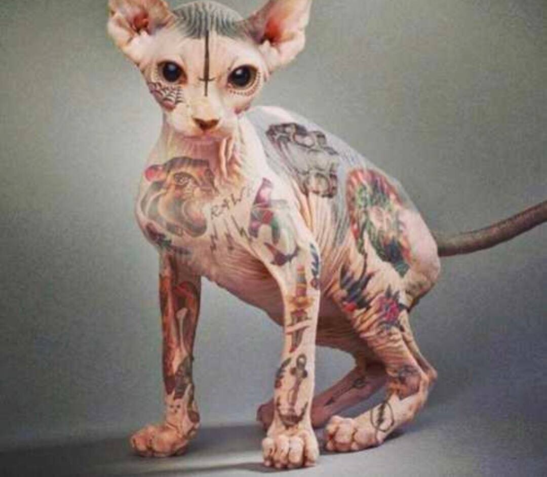 Зачем некоторые владельцы делают животным татуировки и чем это чревато?