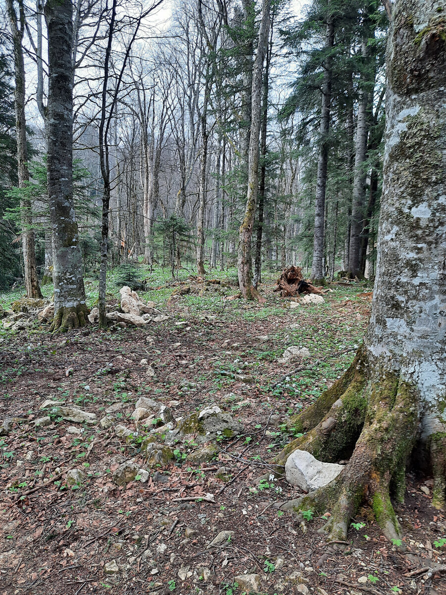 Волшебный лес. Природа только просыпается от зимней спячки.