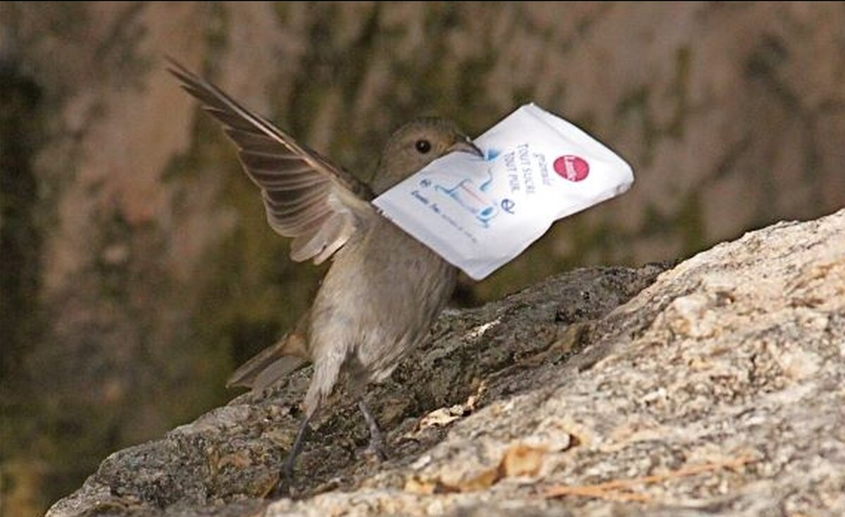 новокаледонский ворон. галки умные птицы. новокаледонская галка. ворона пьет. птицы умнее человека.