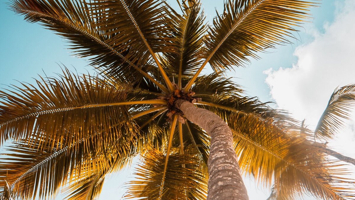 Ой! А где же кокосы?!!