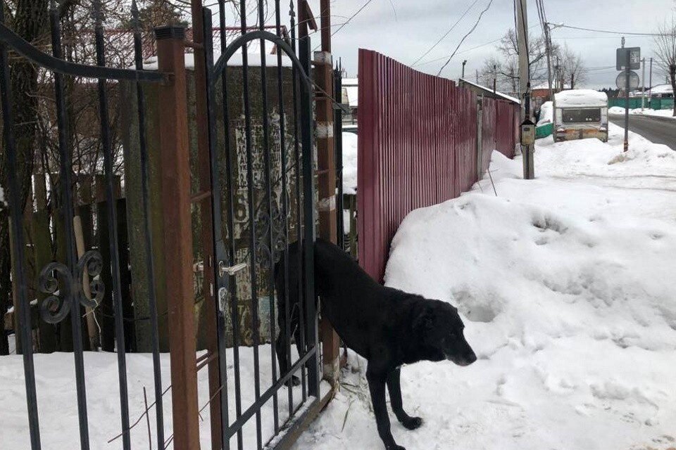     Собака застряла в заборе и не могла самостоятельно из него выбраться. Фото: телеграм-канал Городского хозяйства Москвы