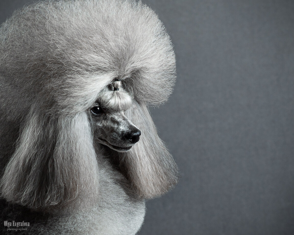 Фотограф Евграфова Ольга, Пудель выпускник питомника Gently Born