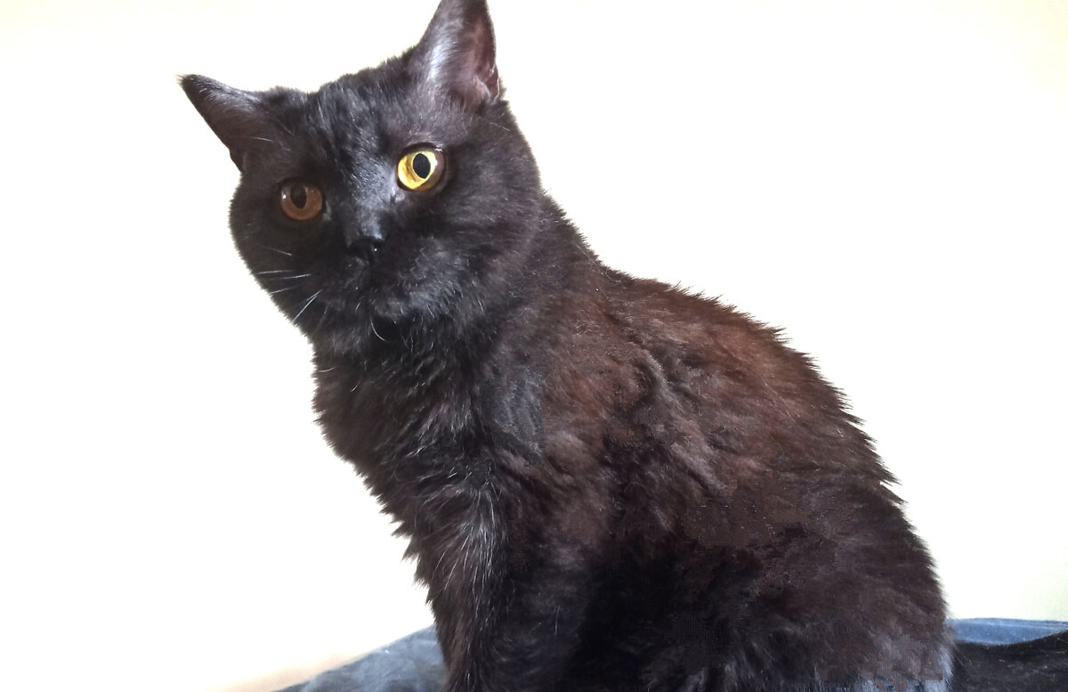 Кошкинья, хоть и девочка, анализу и осуждению может сама всё подвергнуть