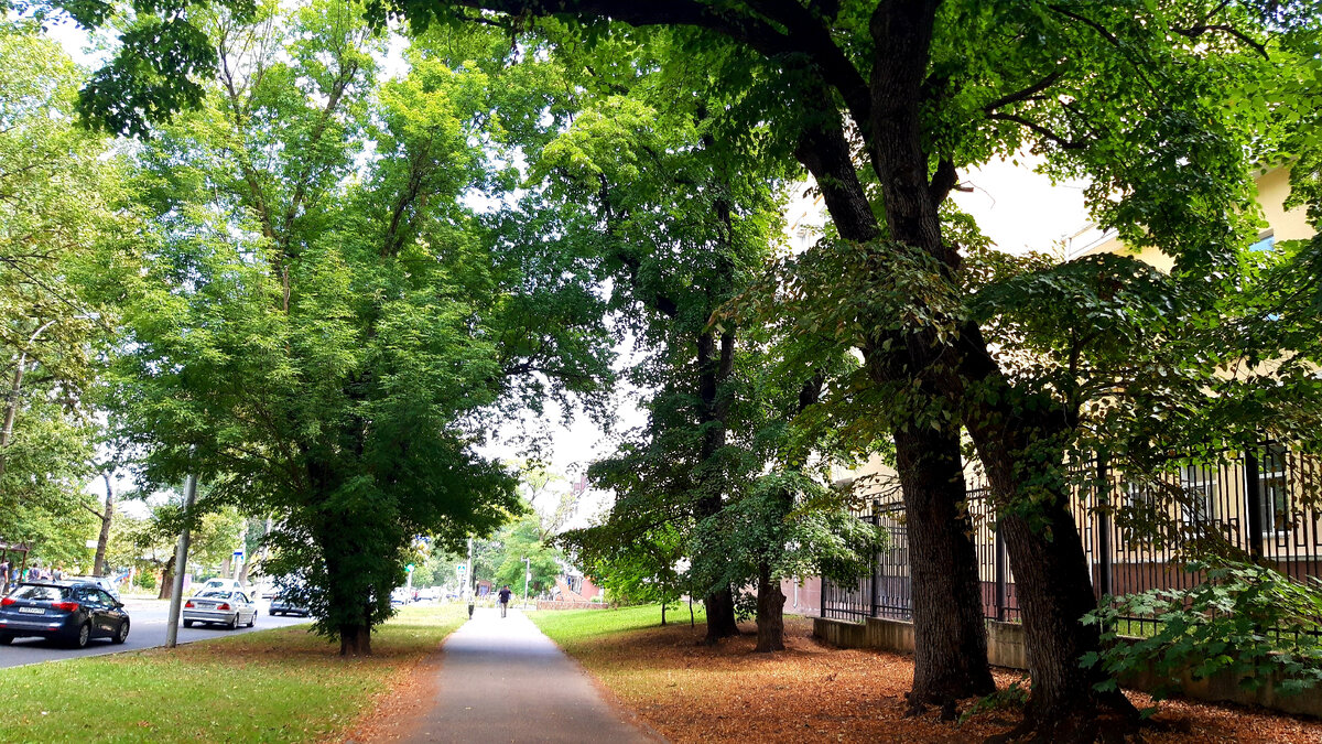 Ставрополь,  ул. Ленина, фото автора 