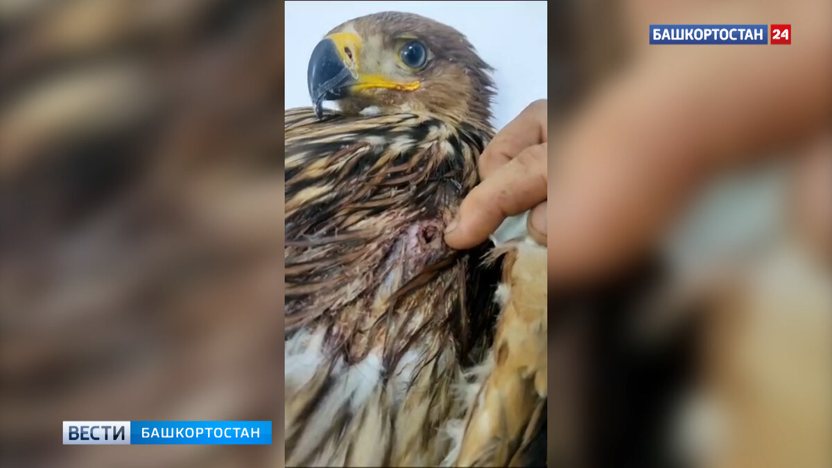    В Уфе спасли краснокнижного орла-могильника, подстреленного неизвестными