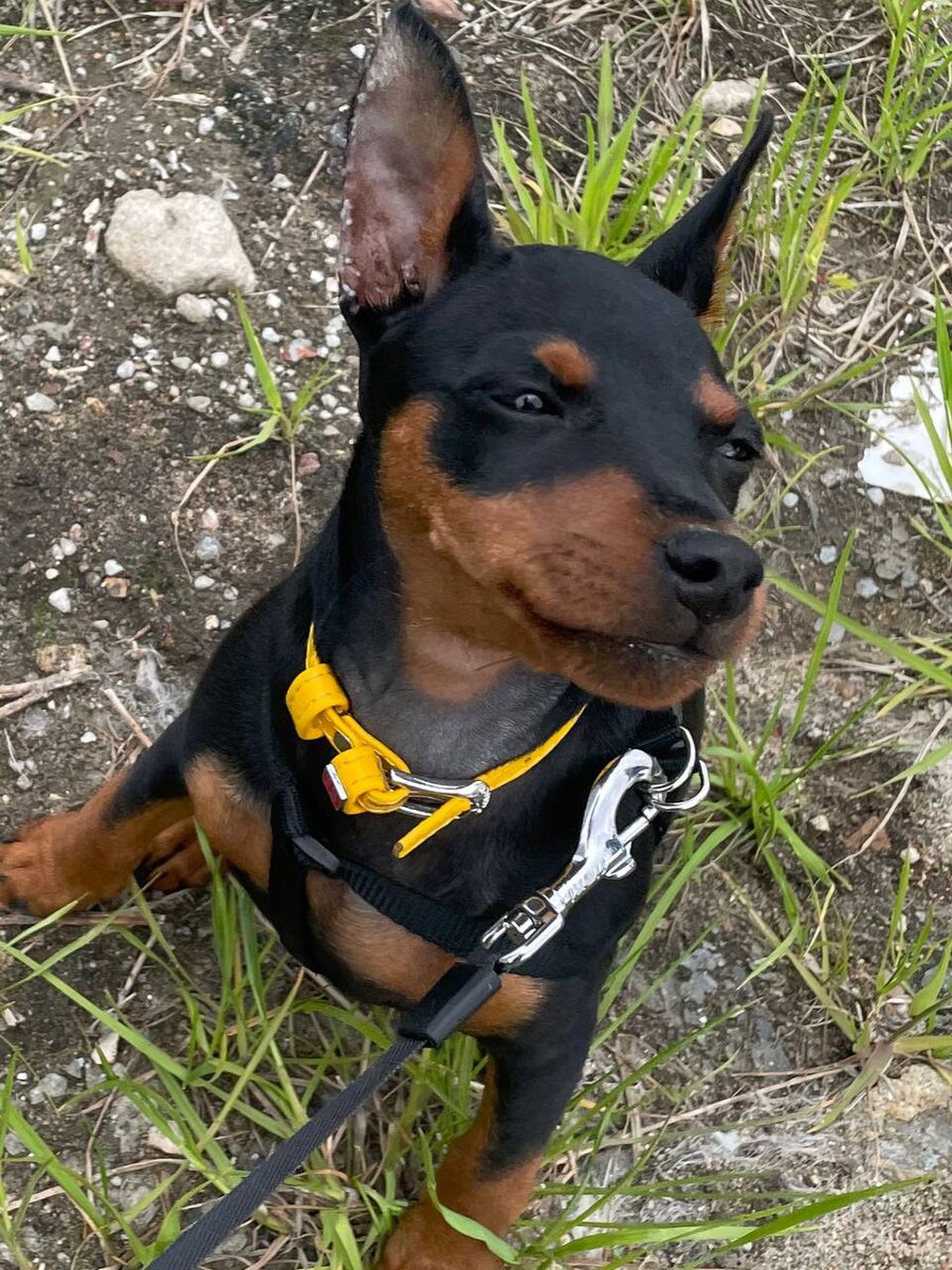 Ходим и на рулетке и на поводке. Никаких проблем