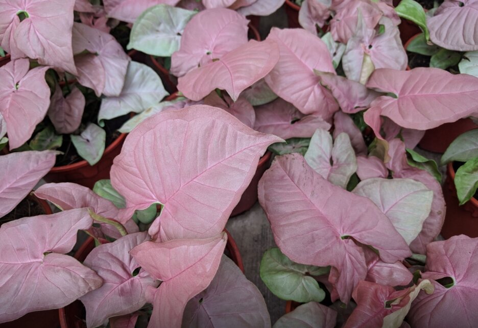 Syngonium Neon robusta