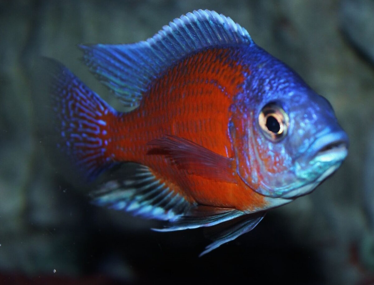 Здравствуйте, теперь я почти бомж. Фото из интернета, я еще не научилась так классно фоткать таких быстрых созданий.