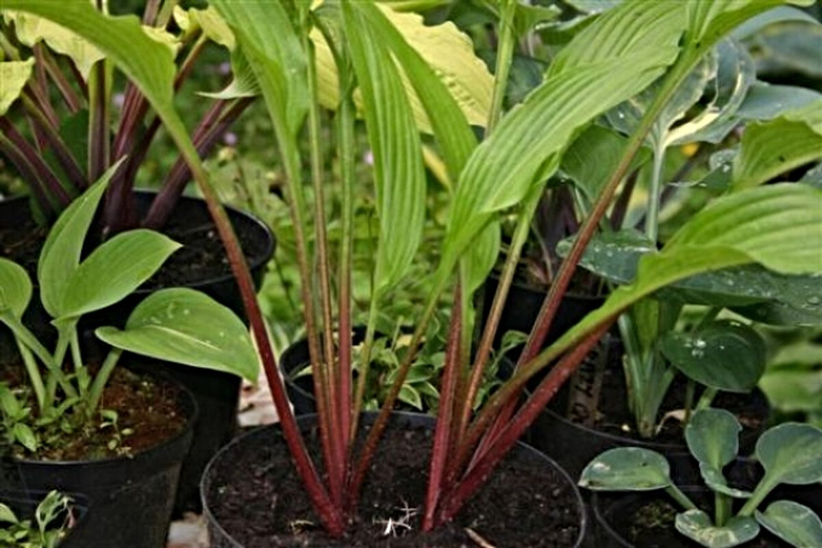 Красные хосты – мечта, которая становится реальностью. 18 сортов ...