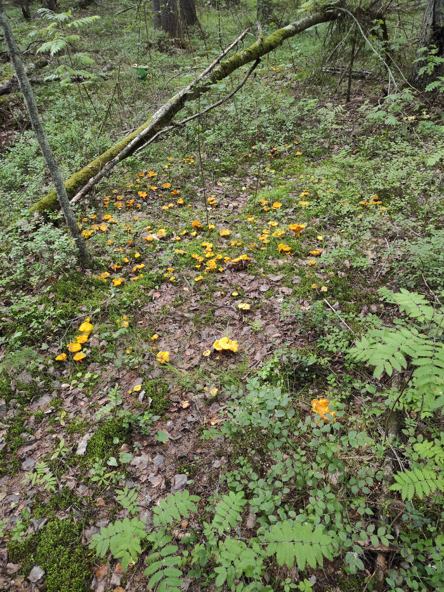 Поляна лисичек