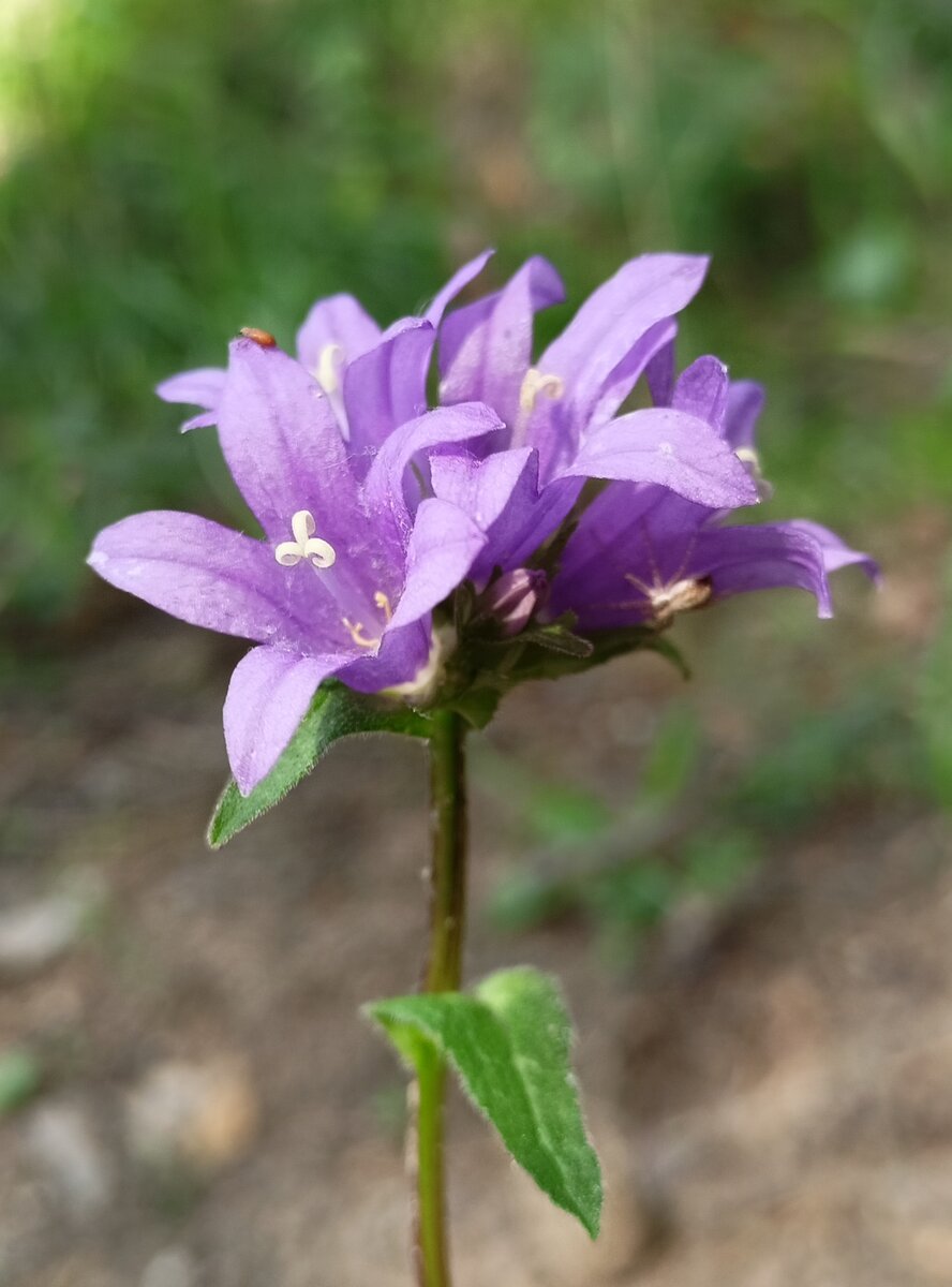 24 Campanula komarovii