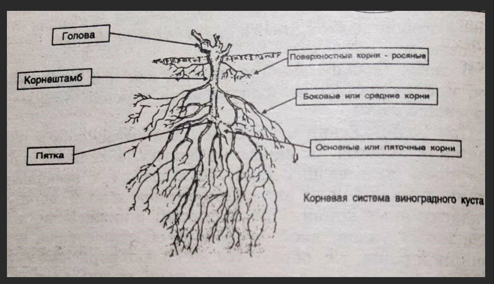 Корневая система винограда. Корни у них длинные и ветвистые. Девушки с южными корнями.