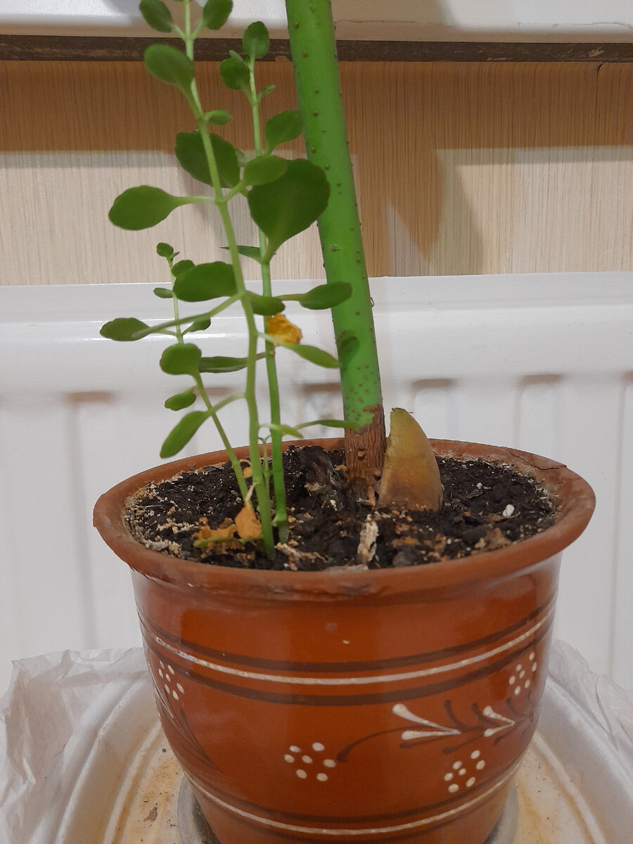 Фото автора.