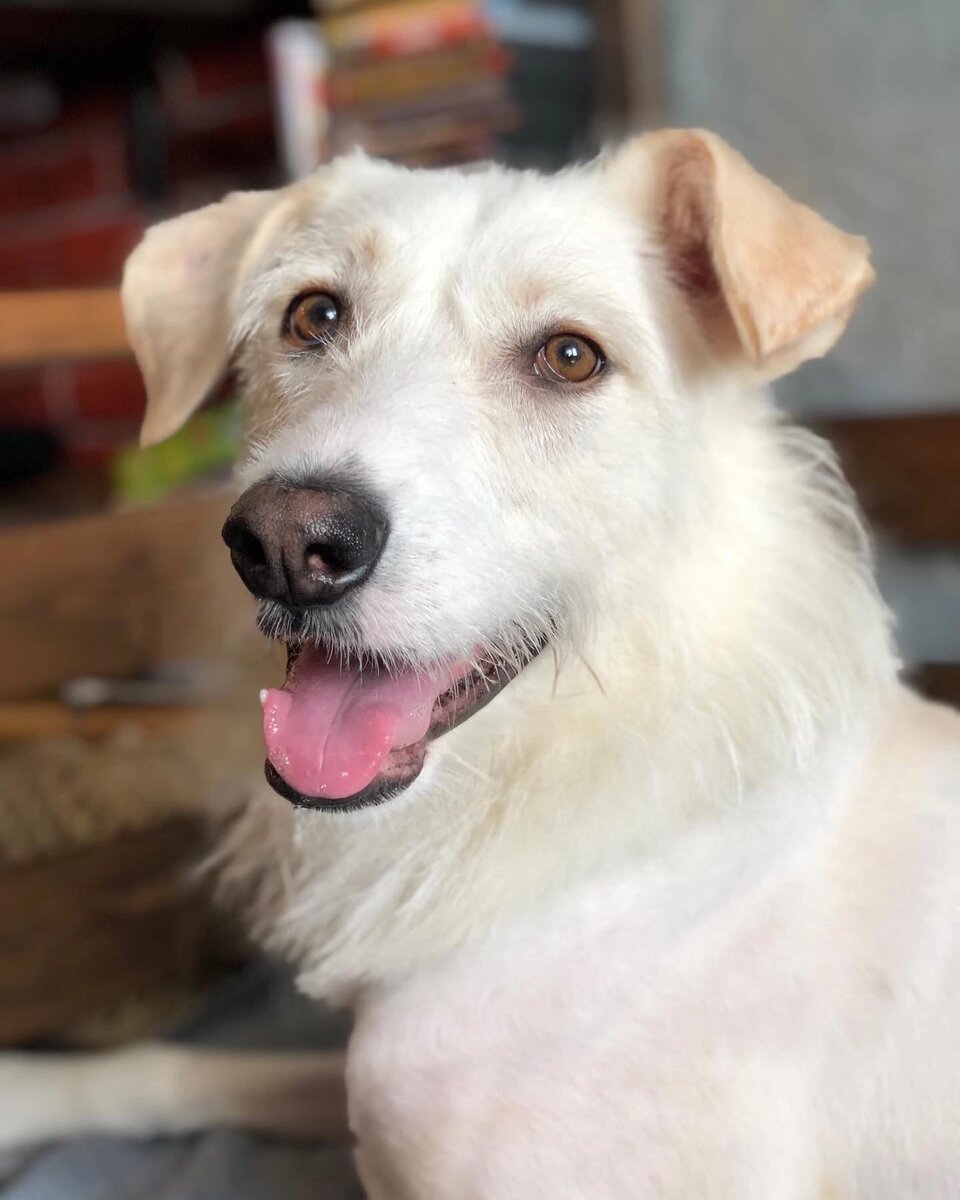 Стрижка вынужденная, так ухаживать легче