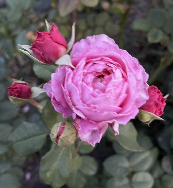 Чг Айсфогель