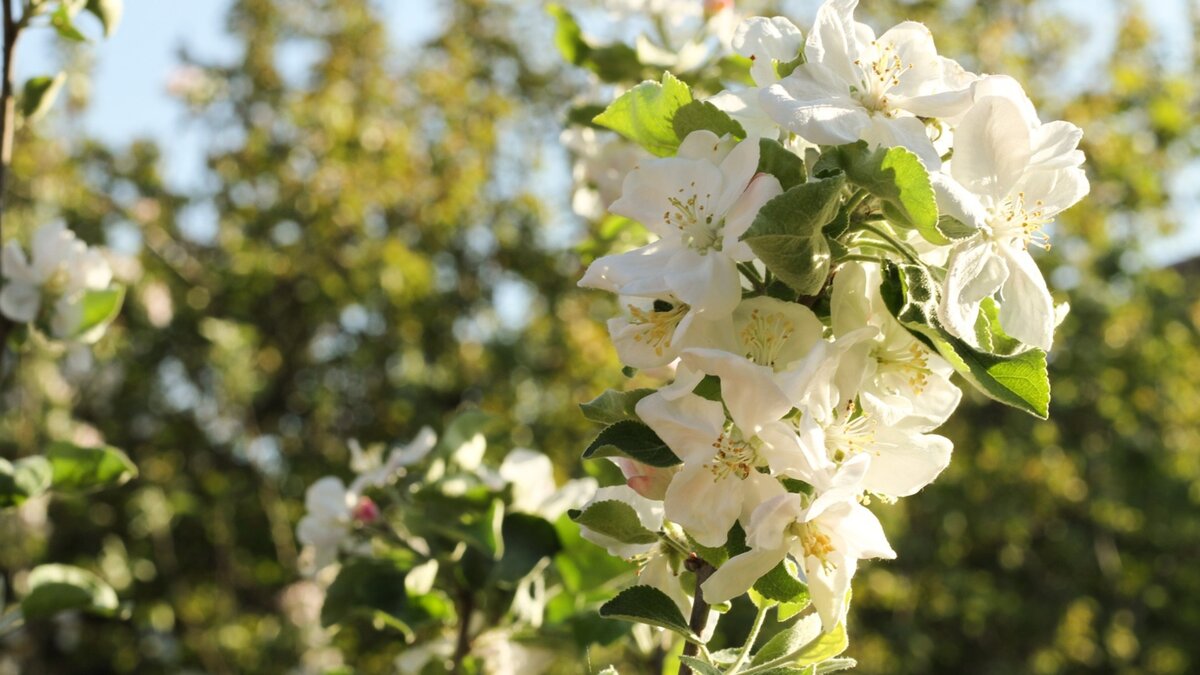     Поставлять саженцы нужно определенными партиями — 16, 19, 25 и 30 октября.