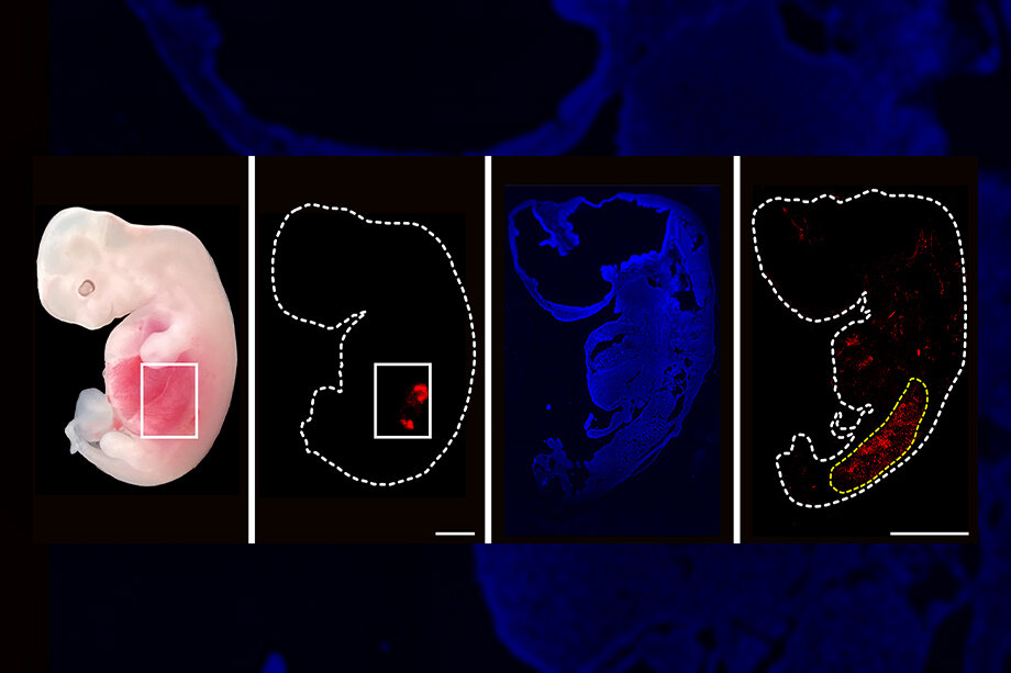 Почки этого эмбриона свиньи в основном состоят из человеческих клеток (красные). Фото: Miguel A. Esteban and Liangxue Lai/GIBH