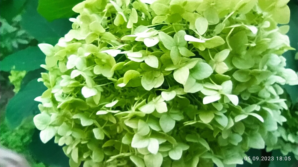 Природа | загадки природы | фотография автора 