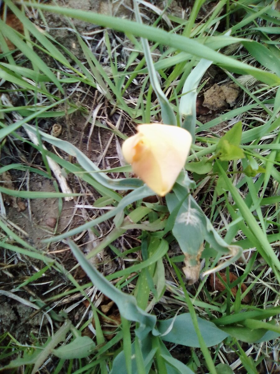 Тюльпан Брайт Джем авторское фото