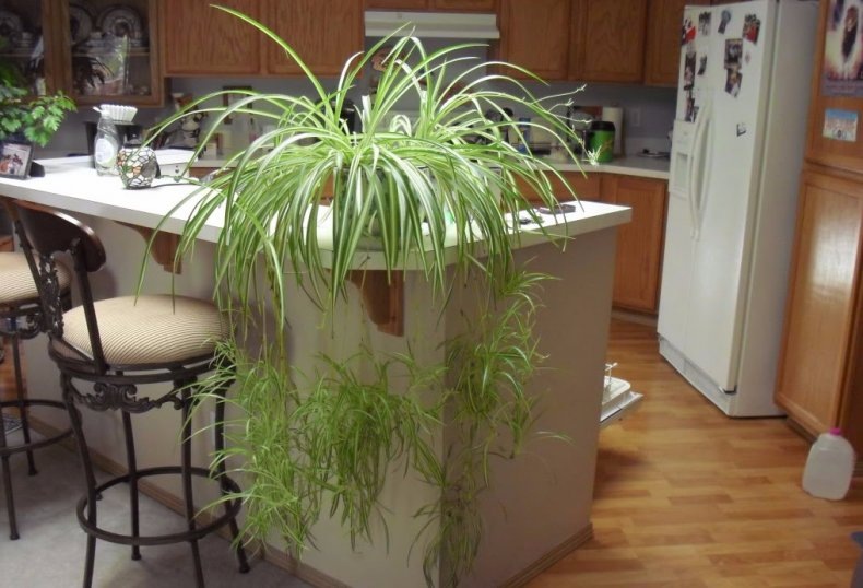 Убирает вредные летучие соединения, в том числе формальдегид, который выделяется из мебели и пластика. Снимает статическое электричество, увлажняет воздух