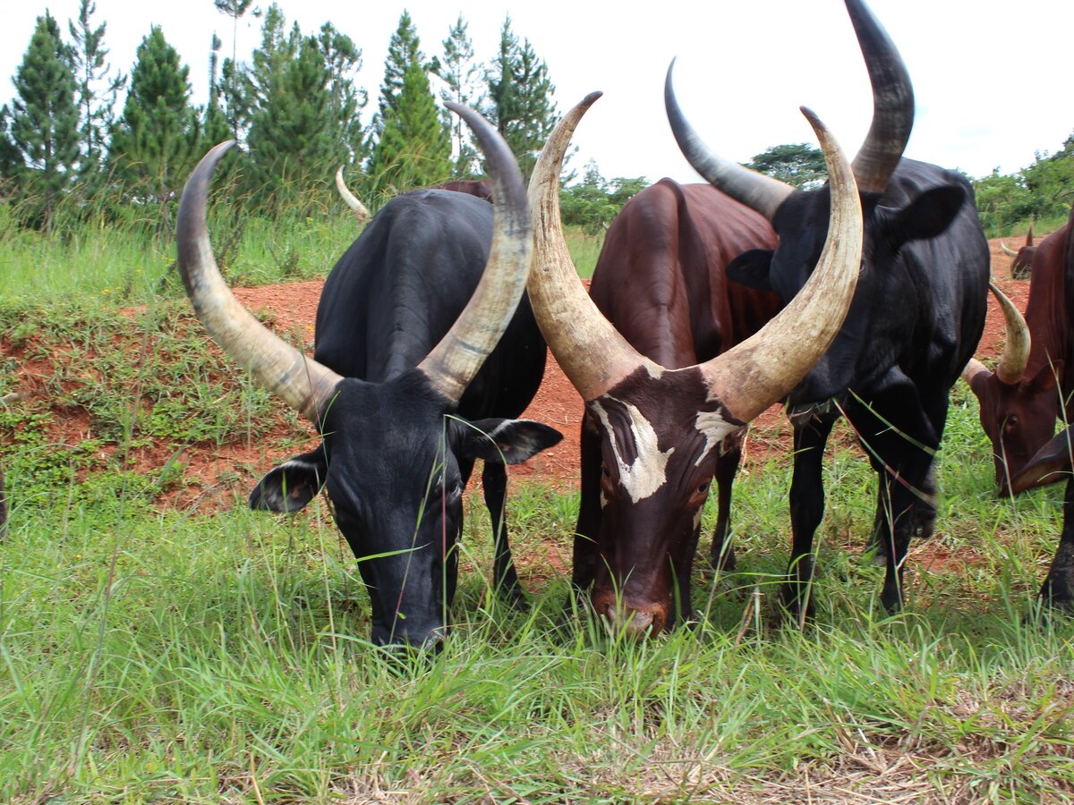 Ватусси быки с самыми большими рогами фото