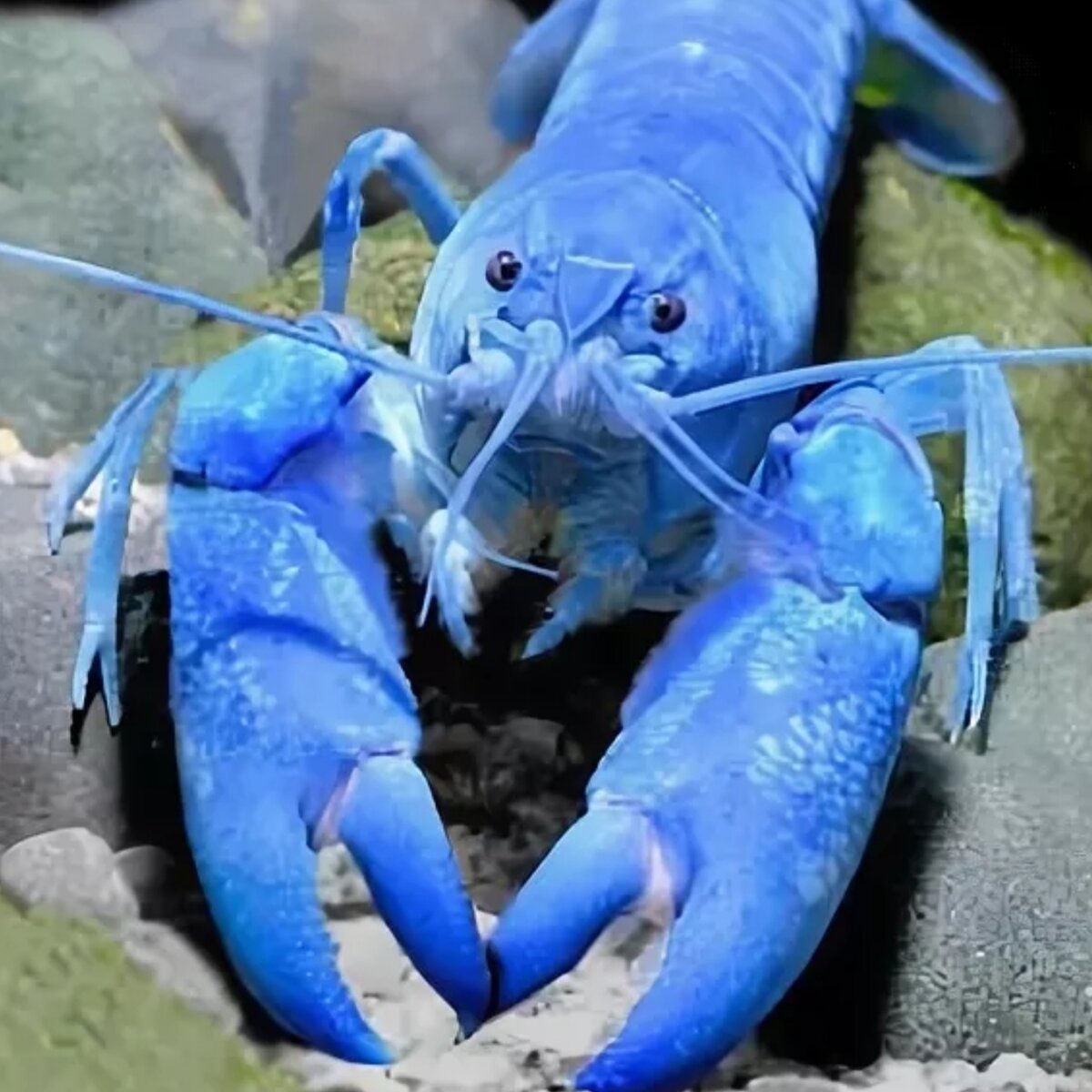 Синий рак. Флоридский Омар. Флоридский синий краб. Procambarus alleni синий Флоридский рак.. Синий Североатлантический Омар.