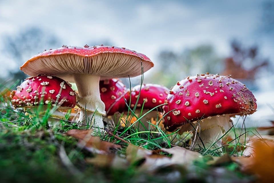 Изображение Alexander Kliem с сайта Pixabay 