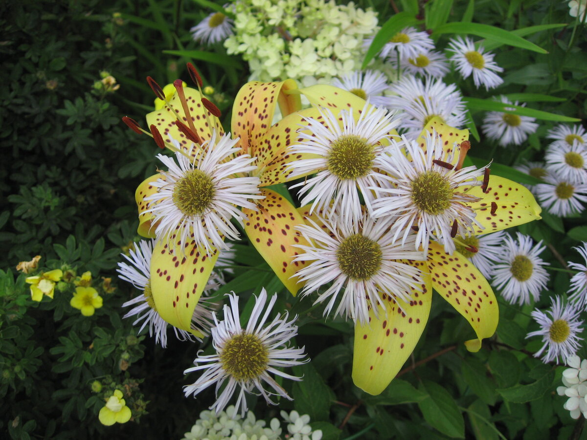 Эригерон Карвинского Erigeron karvinskianus