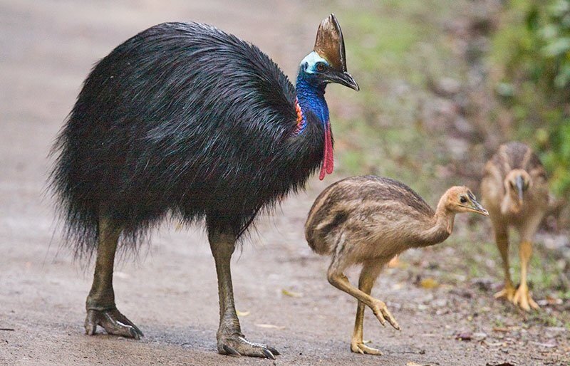 Описание и особенности: