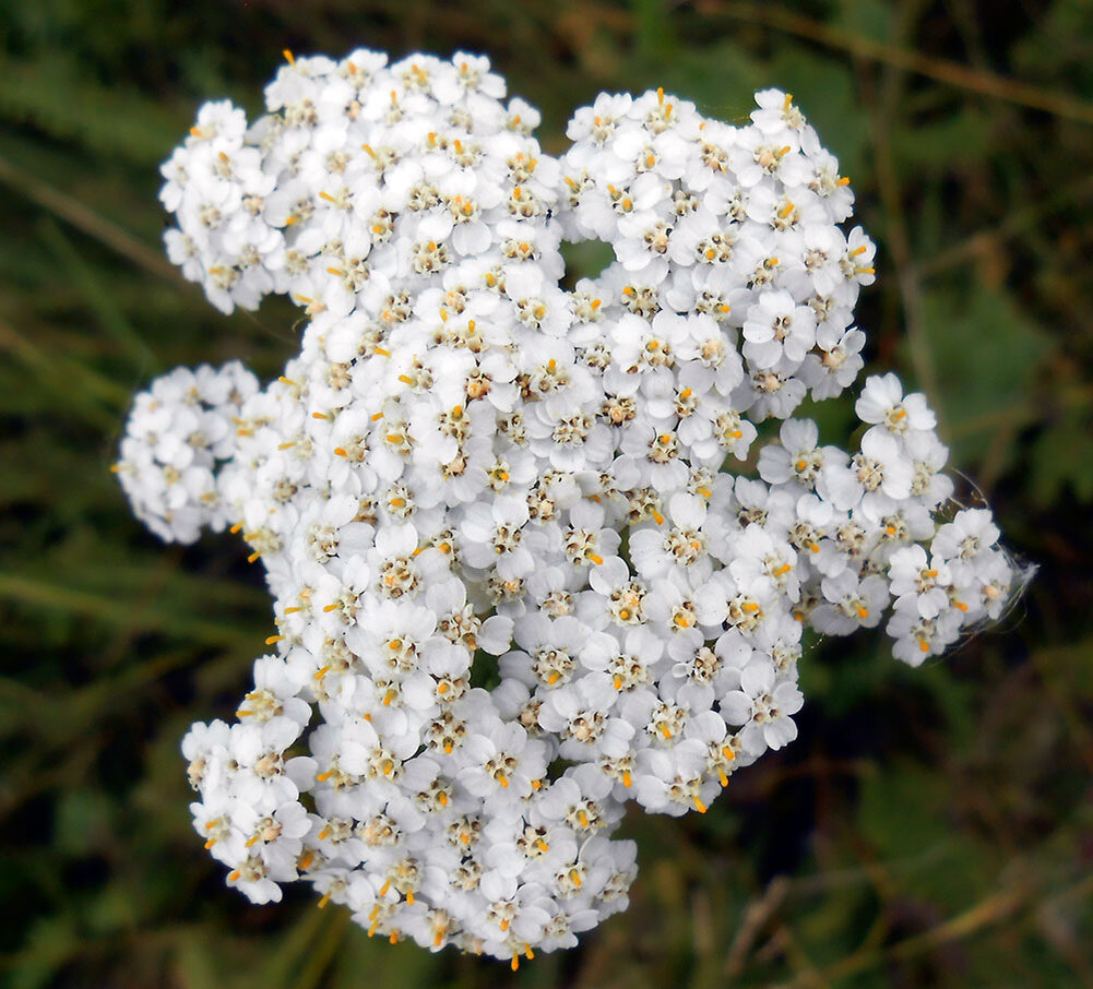 http://xn--80aaombrc8andh.xn--p1ai/wp-content/uploads/2013/08/millefolium.jpg