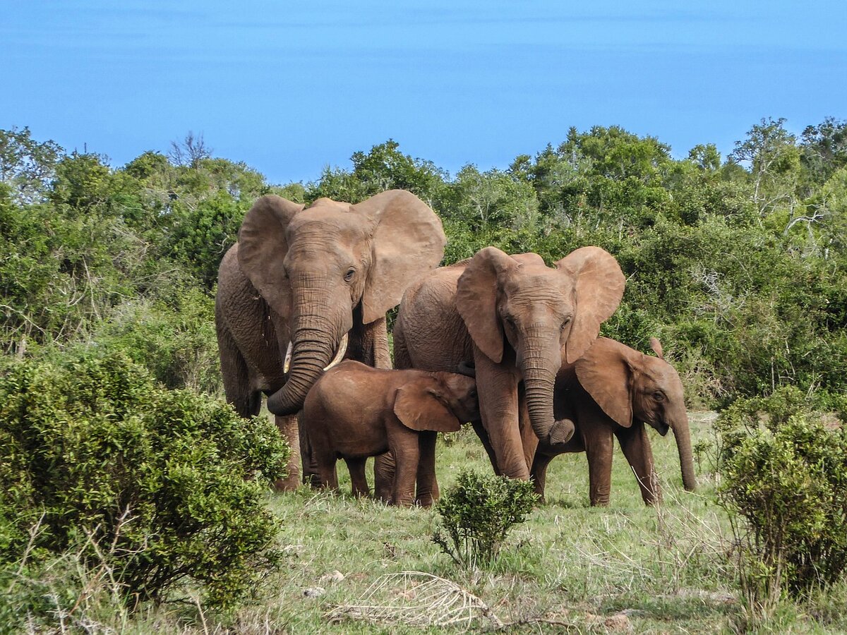 https://cdn.pixabay.com/photo/2017/09/22/16/08/elephant-family-2776148_960_720.jpg