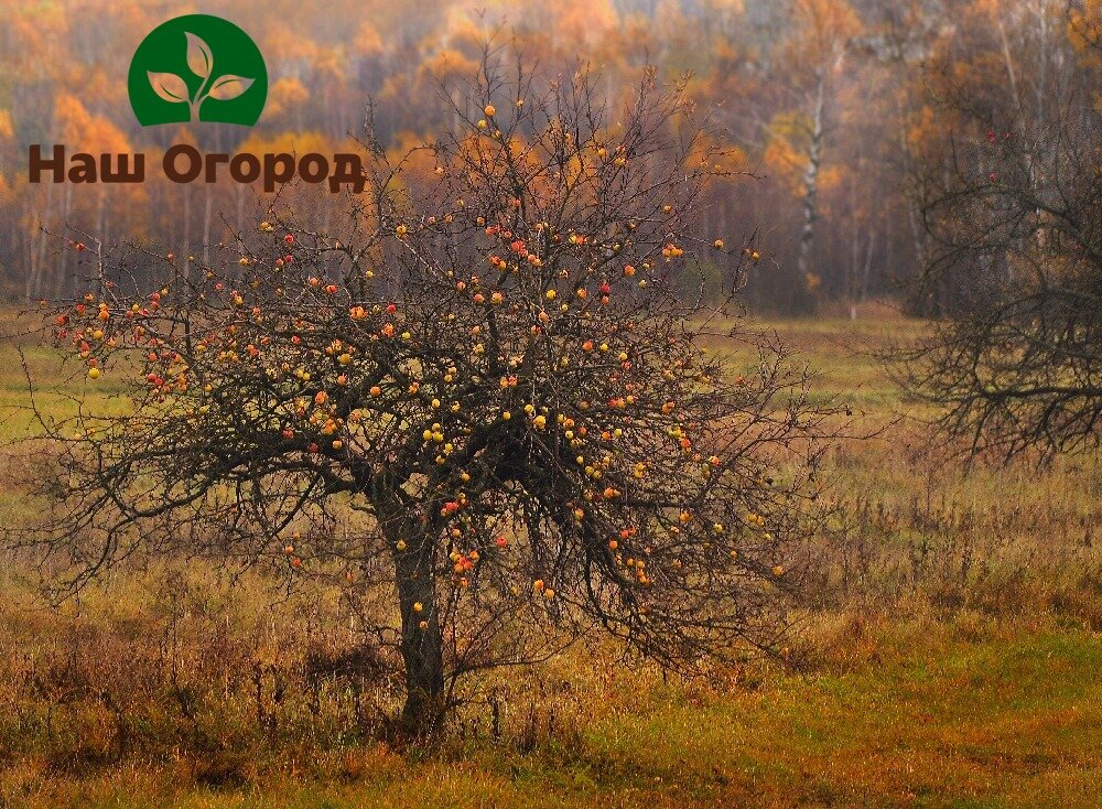 Осенью нужно обязательно уделить внимание вашим плодовым деревьям: от маленьких до самых взрослых