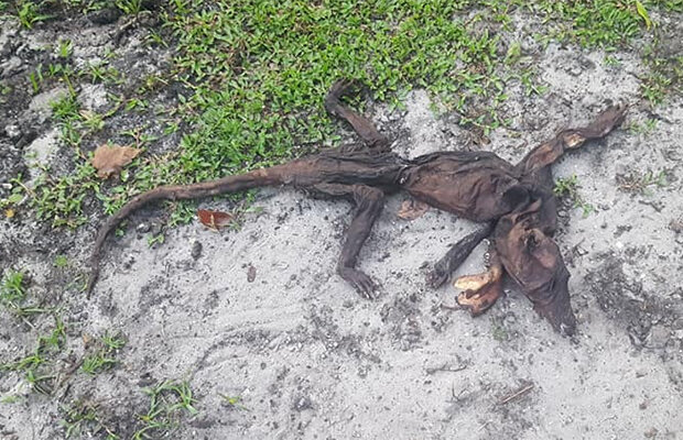   В американском городе Тайтусвилл, штат Флорида, женщина обнаружила труп загадочного животного на заднем дворе своего дома.