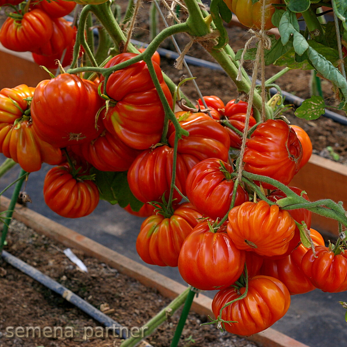 Самые урожайные томаты подмосковья