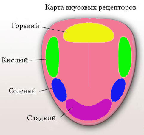 Вот такую картинку я помню из школьной программы. Листайте - 
