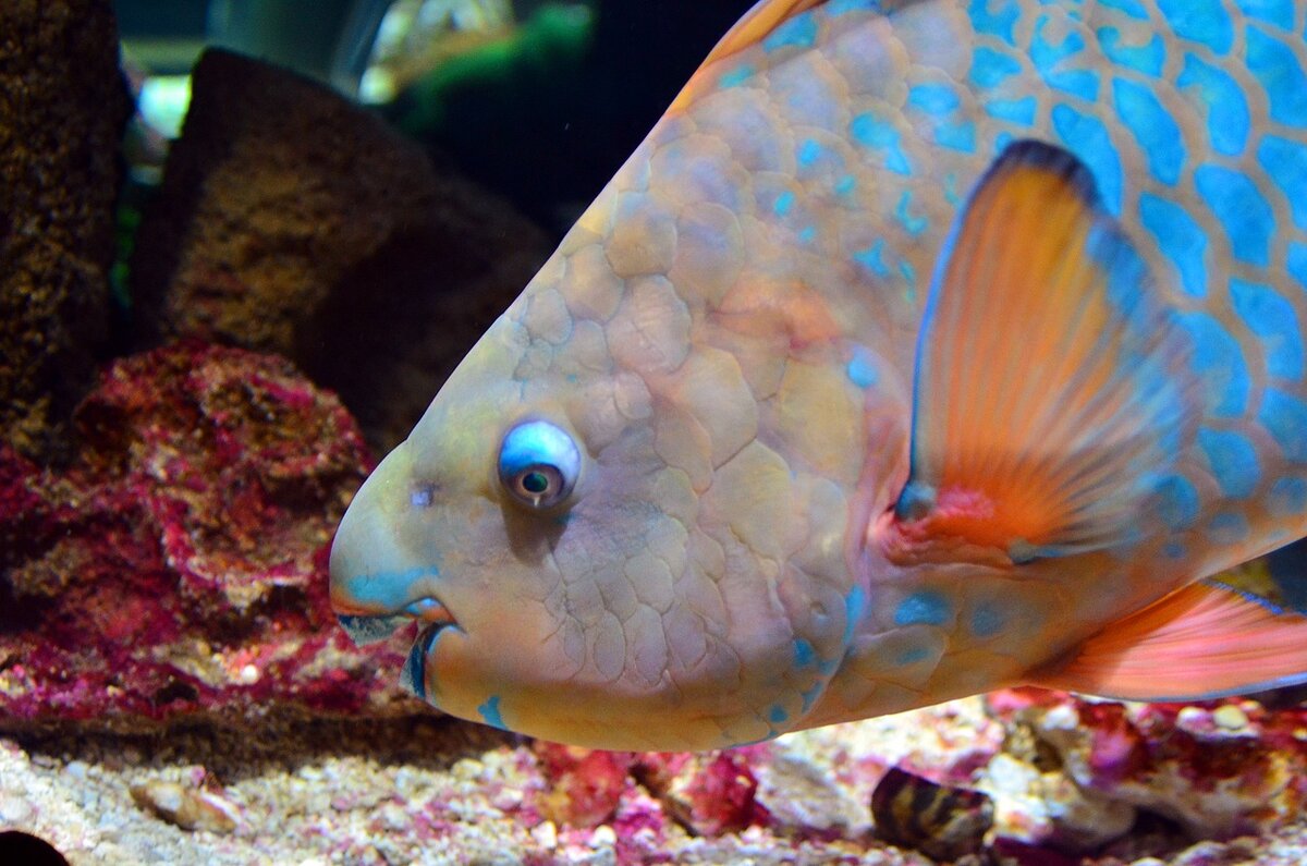 https://cdn.pixabay.com/photo/2017/09/27/22/03/parrot-fish-2793631_1280.jpg