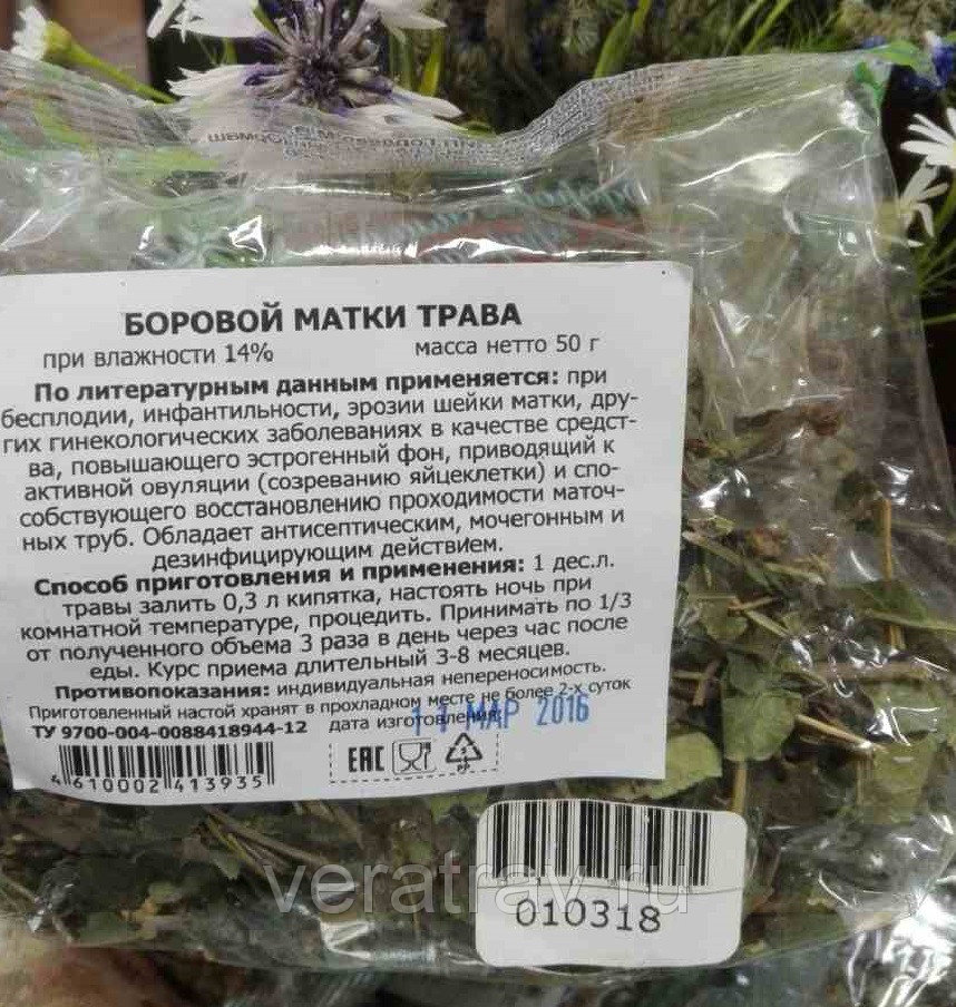 Боровая матка трава для чего применяется. Боровая матка трава для чего применяется. Лечебная трава боровая матка. Почечный чай. Боровая матка трава для чего применяется.