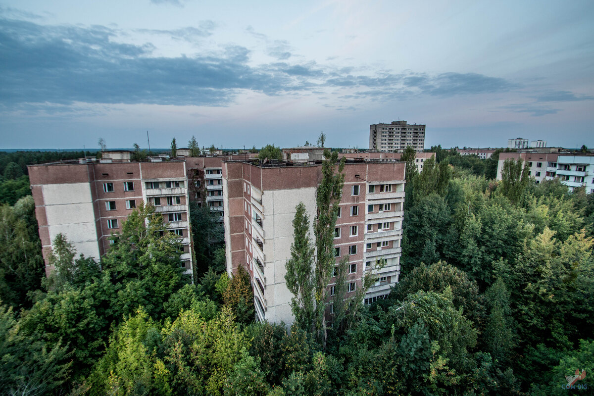 Посмотрите как красиво заросли дворы в Припяти! Не город, а лесной заповедник с советскими «панельками»