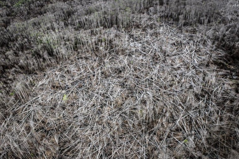 Что такое на самом деле пальмовое масло и какой вред оно наносит