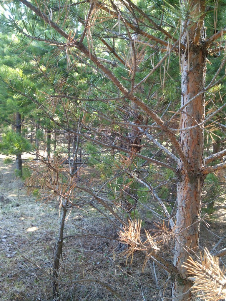 Лес до вырубки