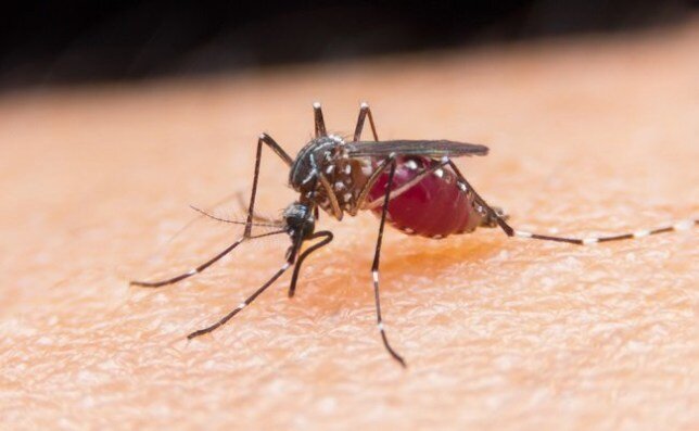 https://metro.co.uk/2019/09/09/malaria-could-be-stamped-out-by-2050-10703999/