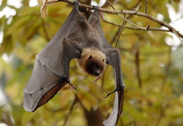 Очень милая летучая мышка. Скорее всего любит фрукты, уж больно мордочка добрая.