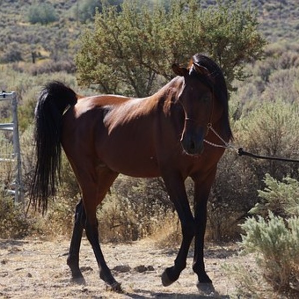 Лошадь арабской породы, гнедой масти 