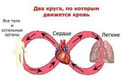 Два круга кровообращения