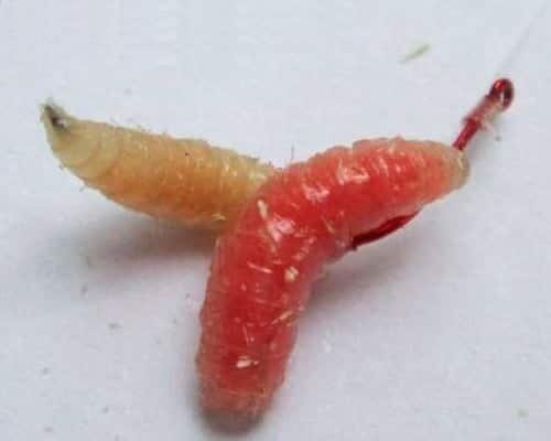 Так насаживал опарыша мой друг