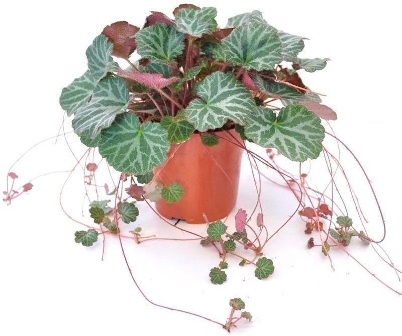 Камнеломка плетеносная.